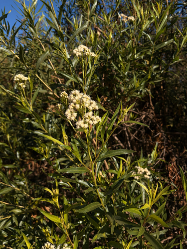 iNaturalist observation photo of mule fat