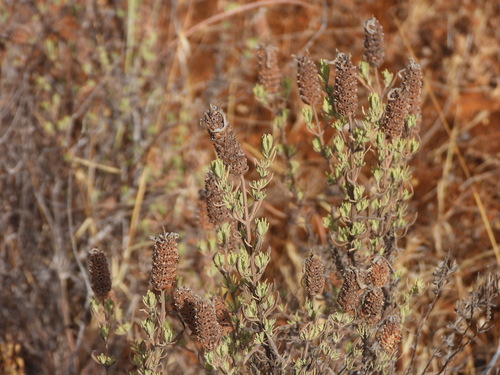 Lavandula stoechas