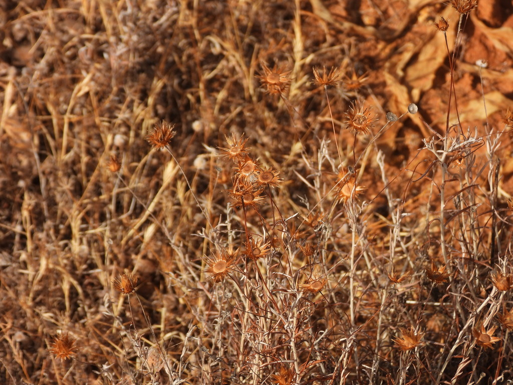 Phagnalon saxatile; photograph (c) Duarte Frade, some rights reserved (CC BY)