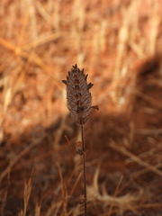 Cleonia lusitanica, photograph (c) Duarte Frade, some rights reserved (CC BY)