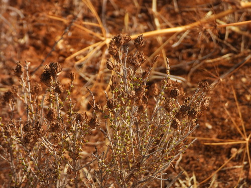 Thymbra capitata
