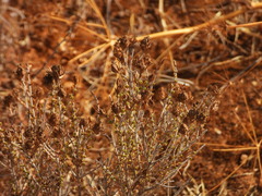 Thymbra capitata