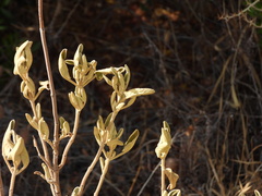 Phlomis purpurea