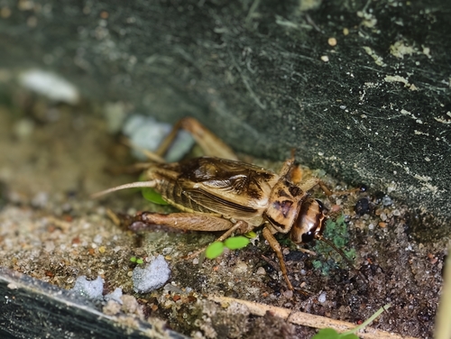 House Cricket