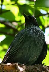 Blue Mockingbird photo 4