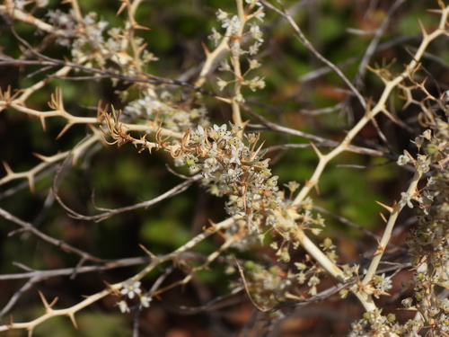 Asparagus albus, photograph 1