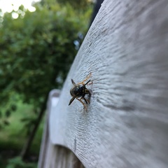 Dolichovespula saxonica