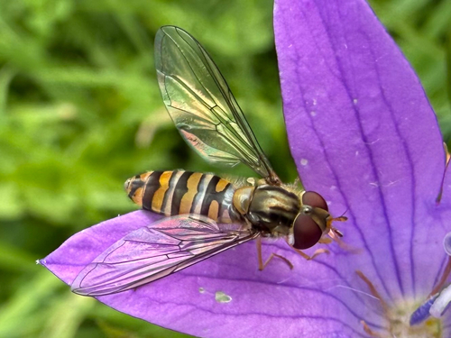 Marmalade Hover Fly
