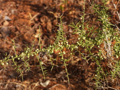 Asparagus aphyllus, photograph 2