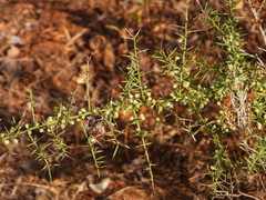 Asparagus aphyllus, photograph (c) Duarte Frade, some rights reserved (CC BY)