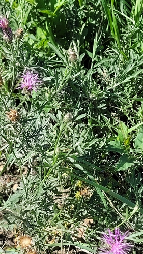 spotted knapweed