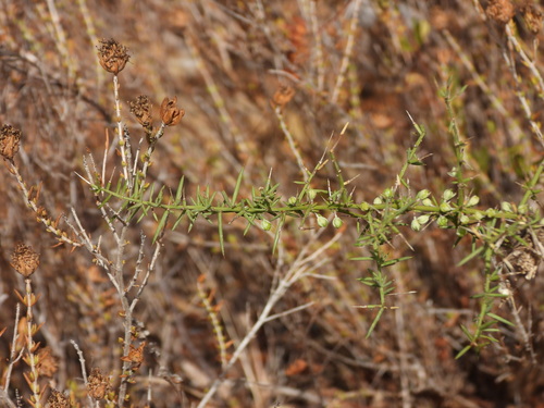 Asparagus aphyllus, photograph 3