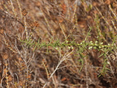 Asparagus aphyllus, photograph (c) Duarte Frade, some rights reserved (CC BY)