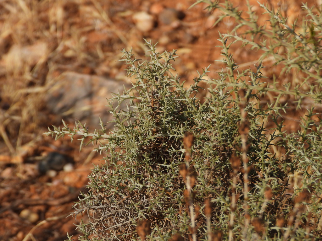 Ulex argenteus; photograph (c) Duarte Frade, some rights reserved (CC BY)