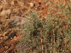 Ulex argenteus