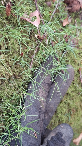 Mossy Sandwort