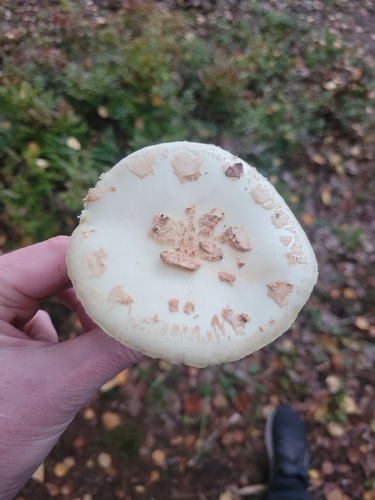 False Death-cap