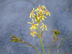 Glandularia flava