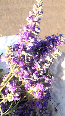 Vitex agnus-castus