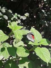 Diaethria neglecta neglecta