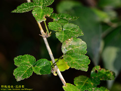 Eleutherococcus trifoliatus setosus