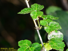 Eleutherococcus trifoliatus setosus