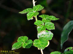 Eleutherococcus trifoliatus setosus