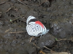 Diaethria neglecta neglecta