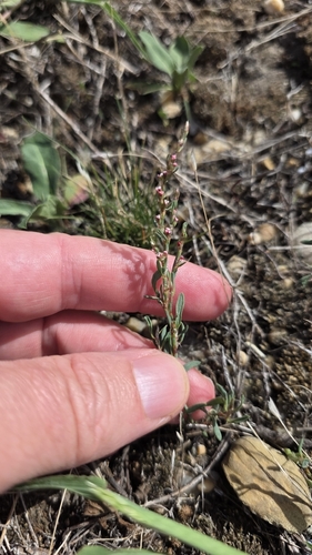 Bellard's smartweed (Polygonum patulum)