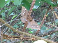 Erebus walkeri
