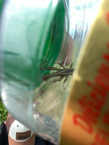 Two-striped Grasshopper