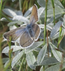 Icaricia icarioides missionensis