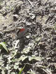 Diaethria neglecta neglecta