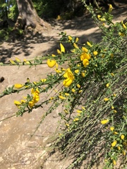 Cytisus scoparius