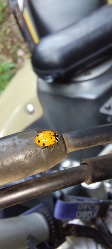 Convergent Lady Beetle