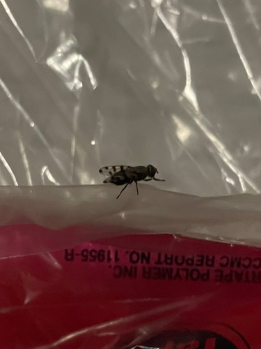 Narrow-Banded Picture-Winged Fly