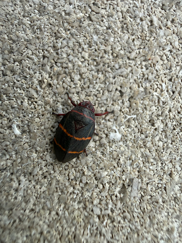 Two-lined Spittlebug