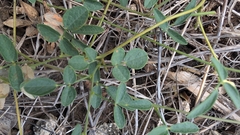 Rhynchosia senna