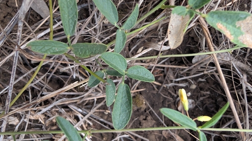 Rhynchosia senna, photograph 1