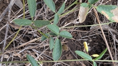 Rhynchosia senna, photograph (c) Mark McClelland, some rights reserved (CC BY)
