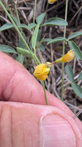 Rhynchosia senna, photograph 2