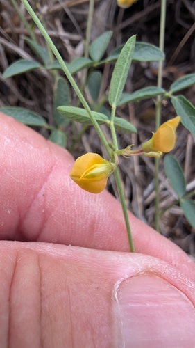 Rhynchosia senna, photograph 3