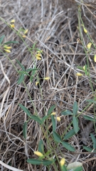 Rhynchosia senna, photograph (c) Mark McClelland, some rights reserved (CC BY)