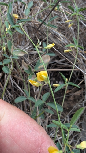 Rhynchosia senna, photograph 5