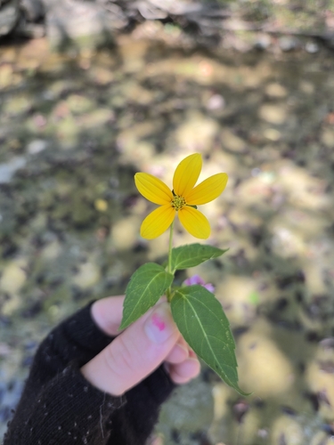 false sunflower