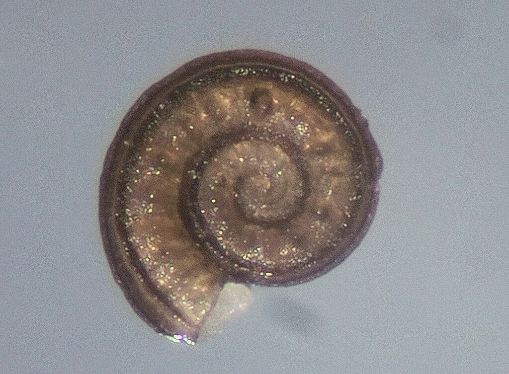 Solariorbis liriope