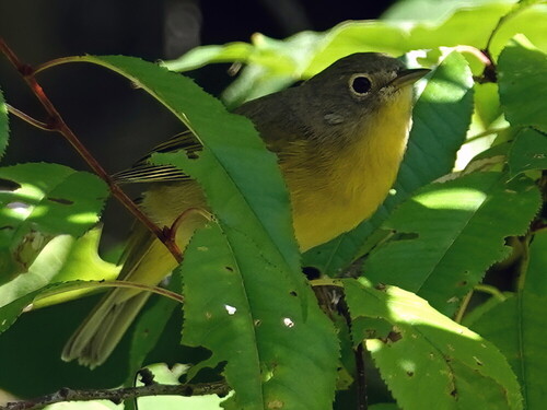 Nashville Warbler