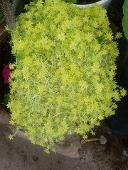 Sedum japonicum