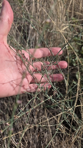 Bellard's smartweed (Polygonum patulum)