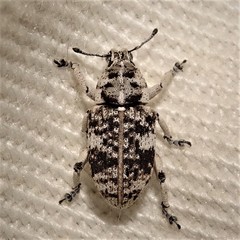 Colecerus